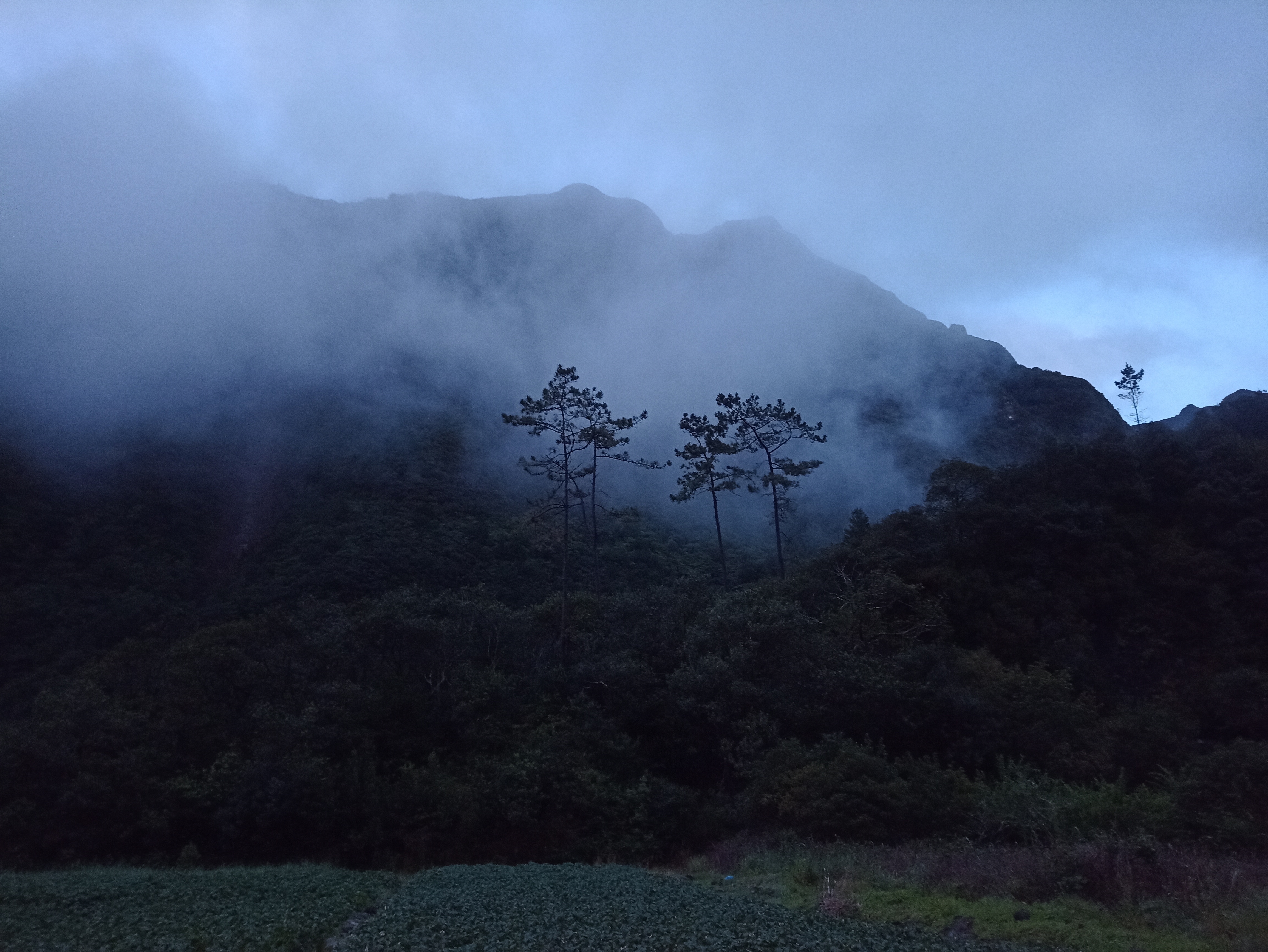 Fanal forest in Madeira