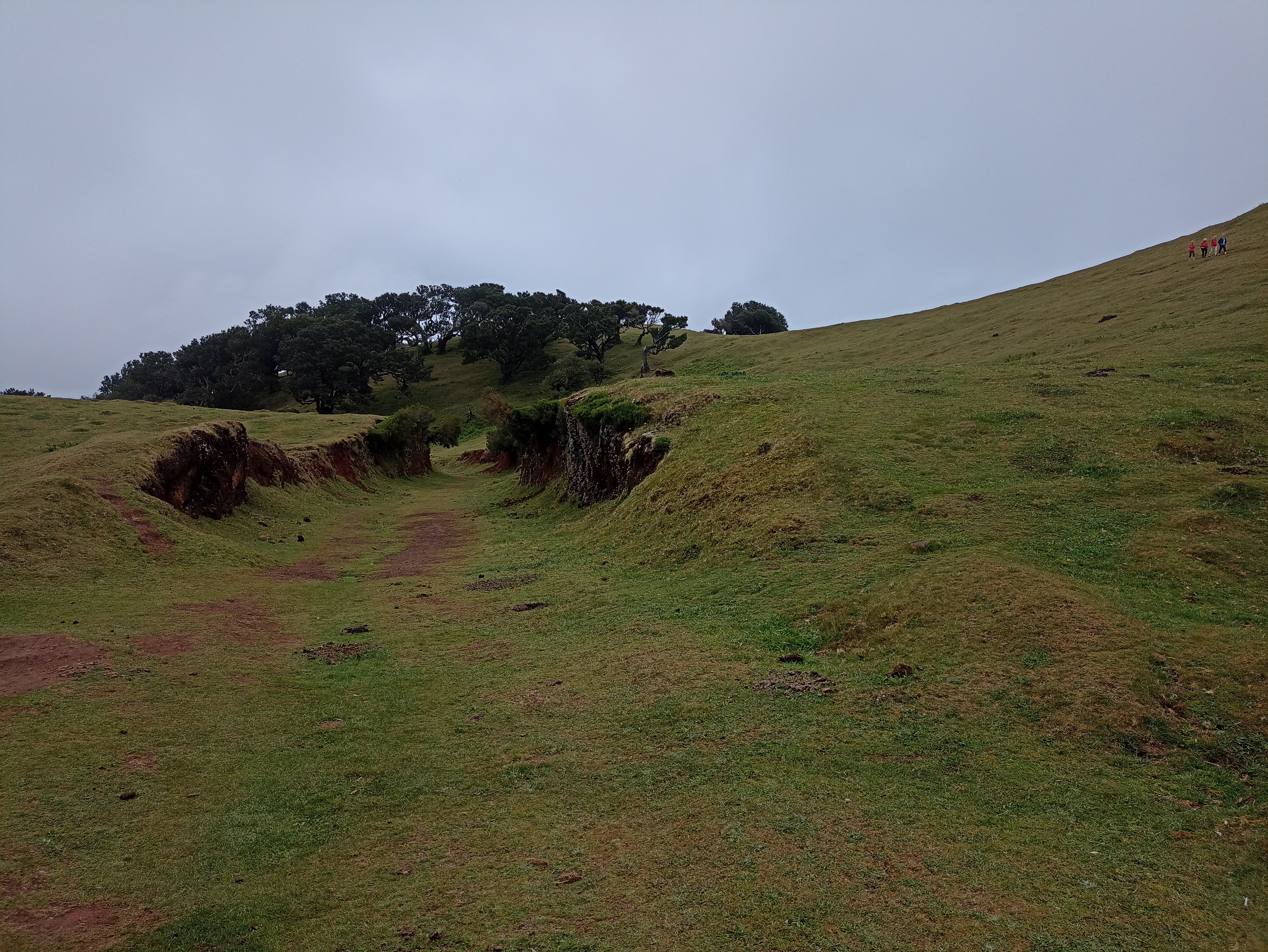 Fanal forest in Madeira