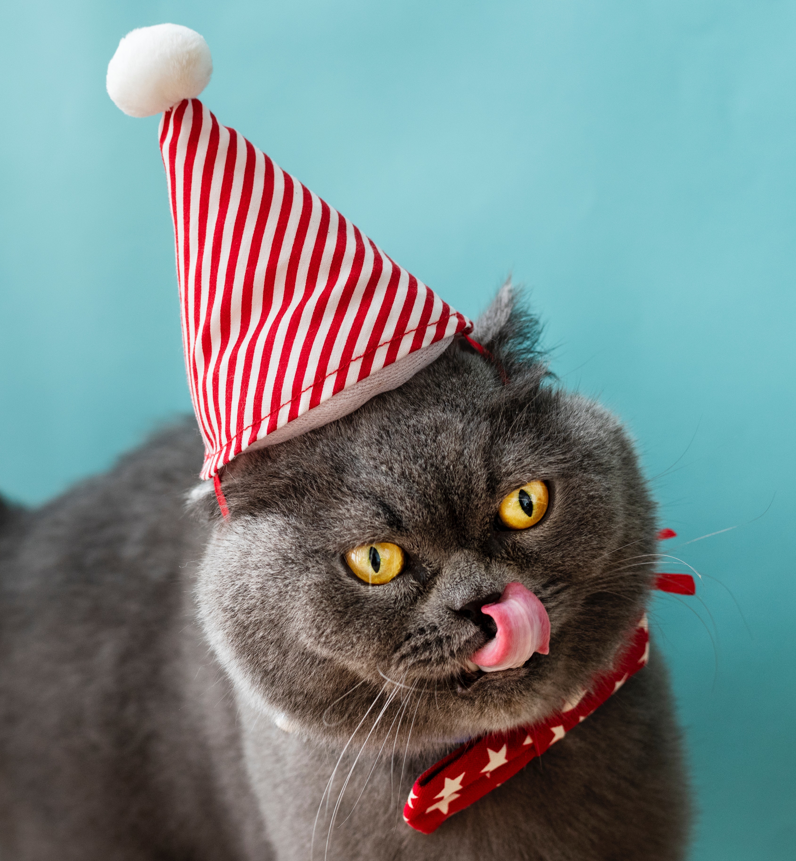 A cat wearing a party hat