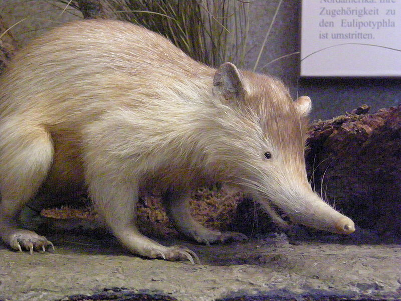 Hispaniolan Solenodon